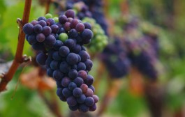 葡萄品種族群之皮諾（Pinot）大家族