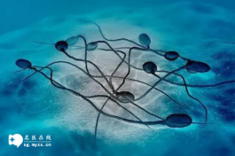 精子碎片率影響試管移植成功率(碎片率過高要當心移植失敗)